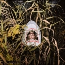Artistka Chuprynenko - Акула