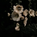 Cole Neumann - Silent Garden
