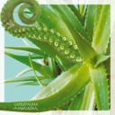 LATEXFAUNA - Lime