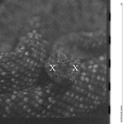 Би-2 & Ренарс Кауперс & Naik Borzov - Касаясь земли