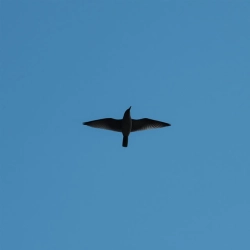 C23 & Maksym Popyk - Сповідь