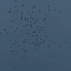 Marra Finn - the story of my life