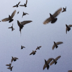 Околиця & Melancholydi - хтось когось