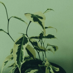 PIERRE061 - Хворий