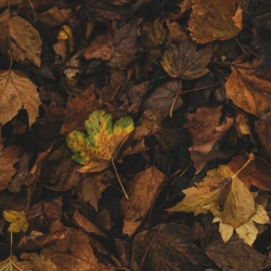 PIERRE061 - Також хворий