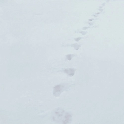 VovaZiLvova & SUROV - Замело до серця шлях